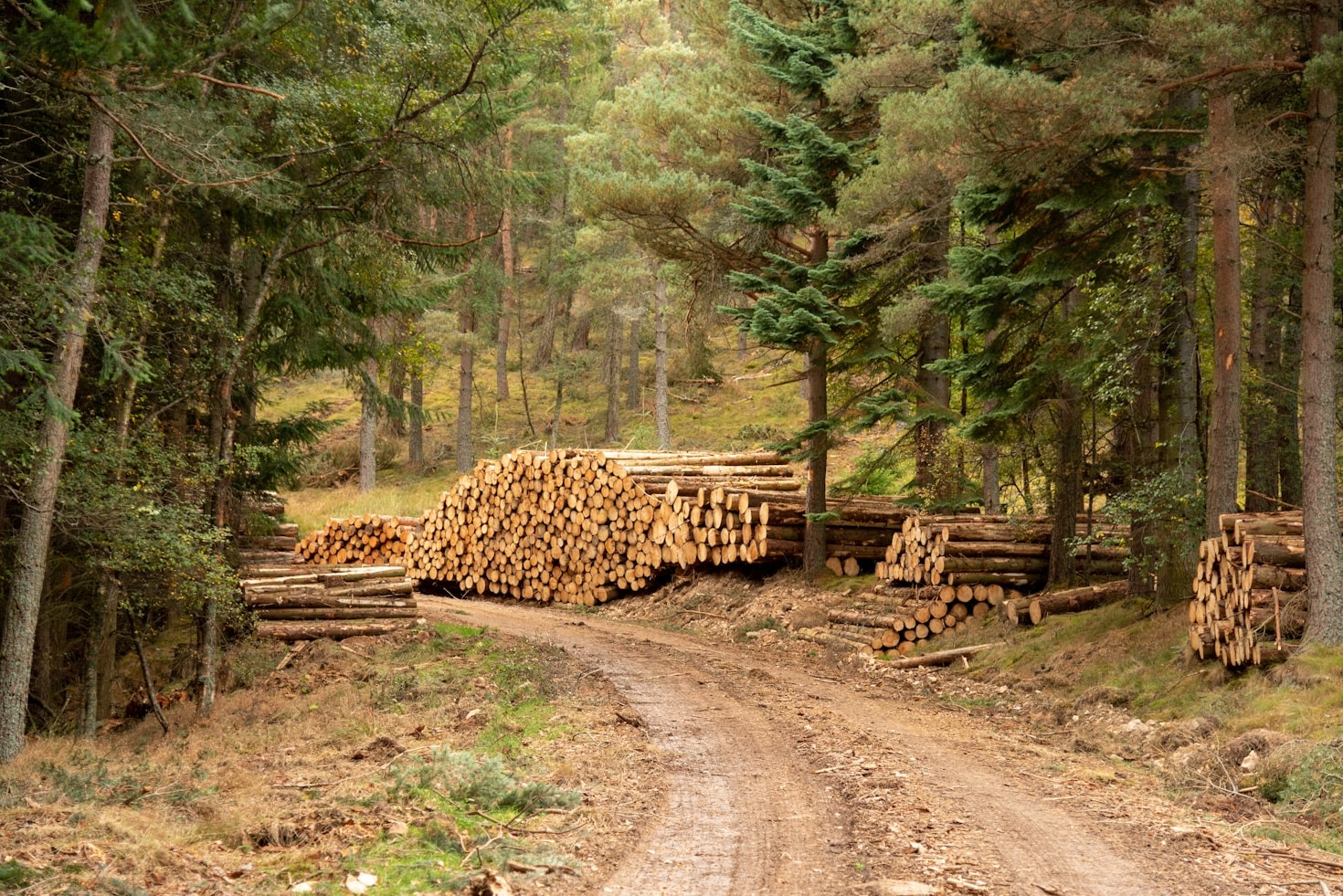 Supporting Rural Growth With Innovative Forestry Practices