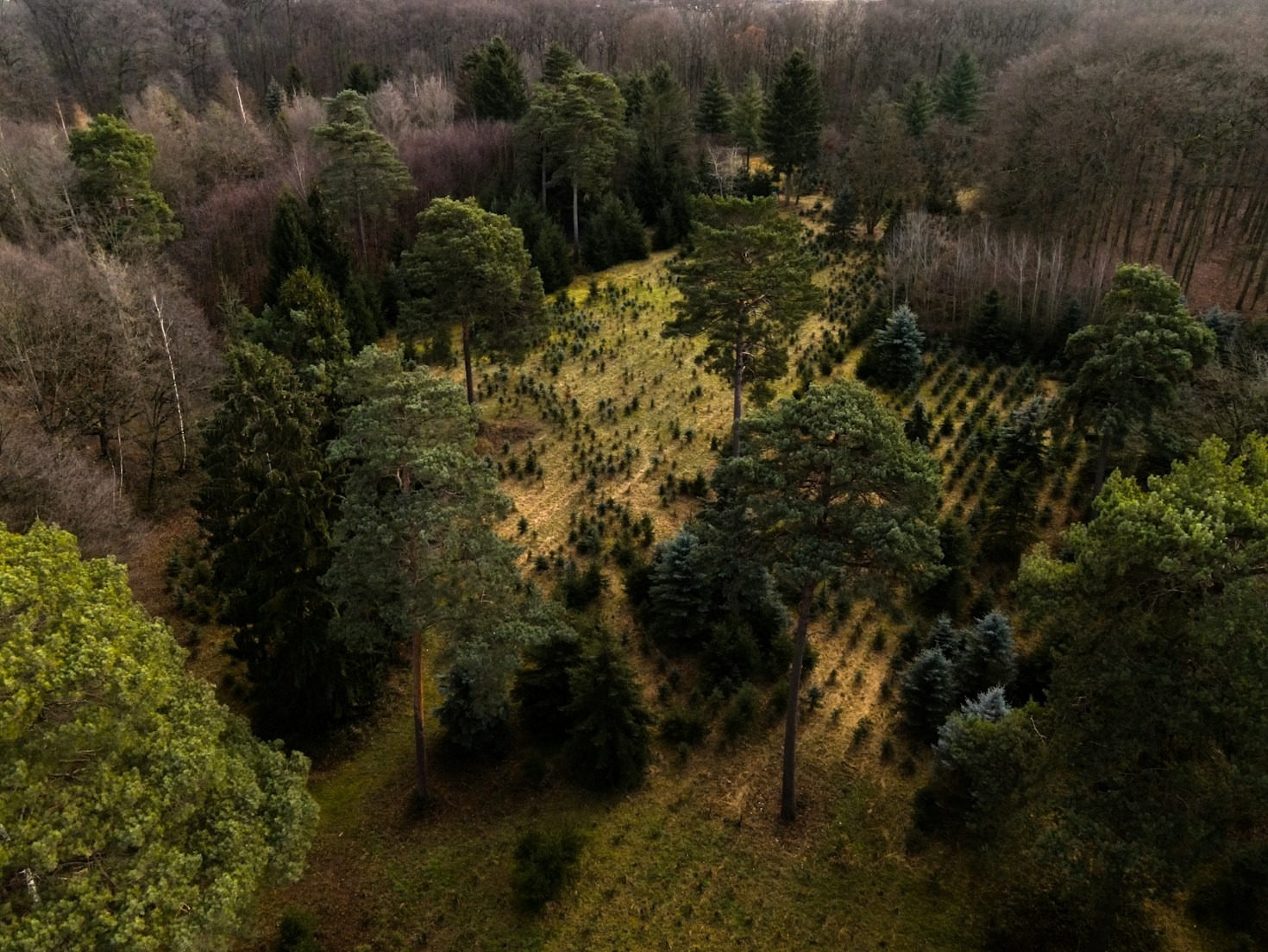 Best Practices For Responsible Forest Resource Utilization
